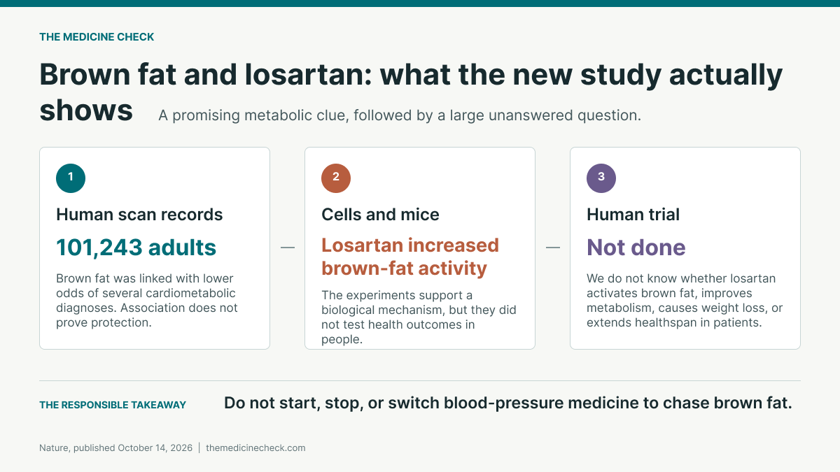 Three stages of brown-fat evidence: records from 101,243 adults show associations; losartan increased brown-fat activity in cells and mice; no human treatment trial tested metabolic or healthspan benefits.
